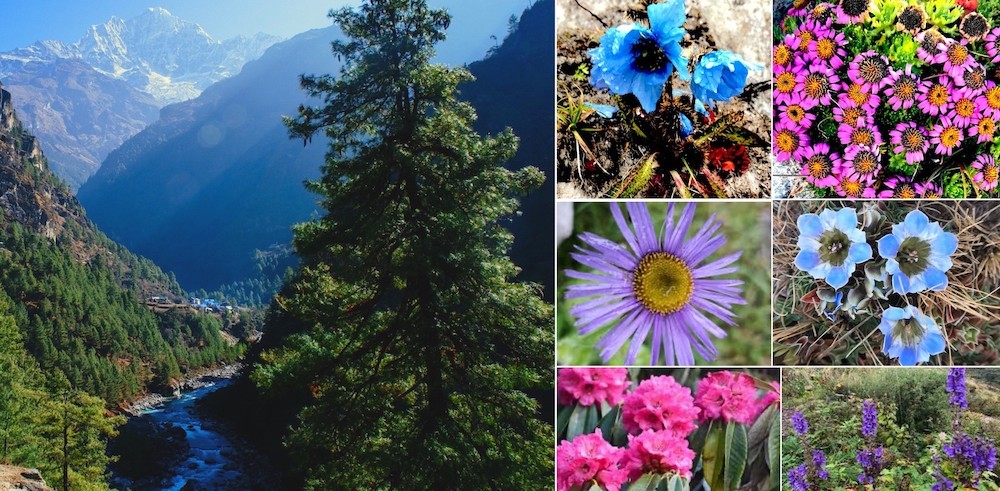 "Colourful alpine wildflowers blooming along the Everest Base Camp Trek, including Himalayan blue poppies, primulas, rhododendrons, edelweiss, and alpine vegetation with snow-capped Himalayan mountains in the background."