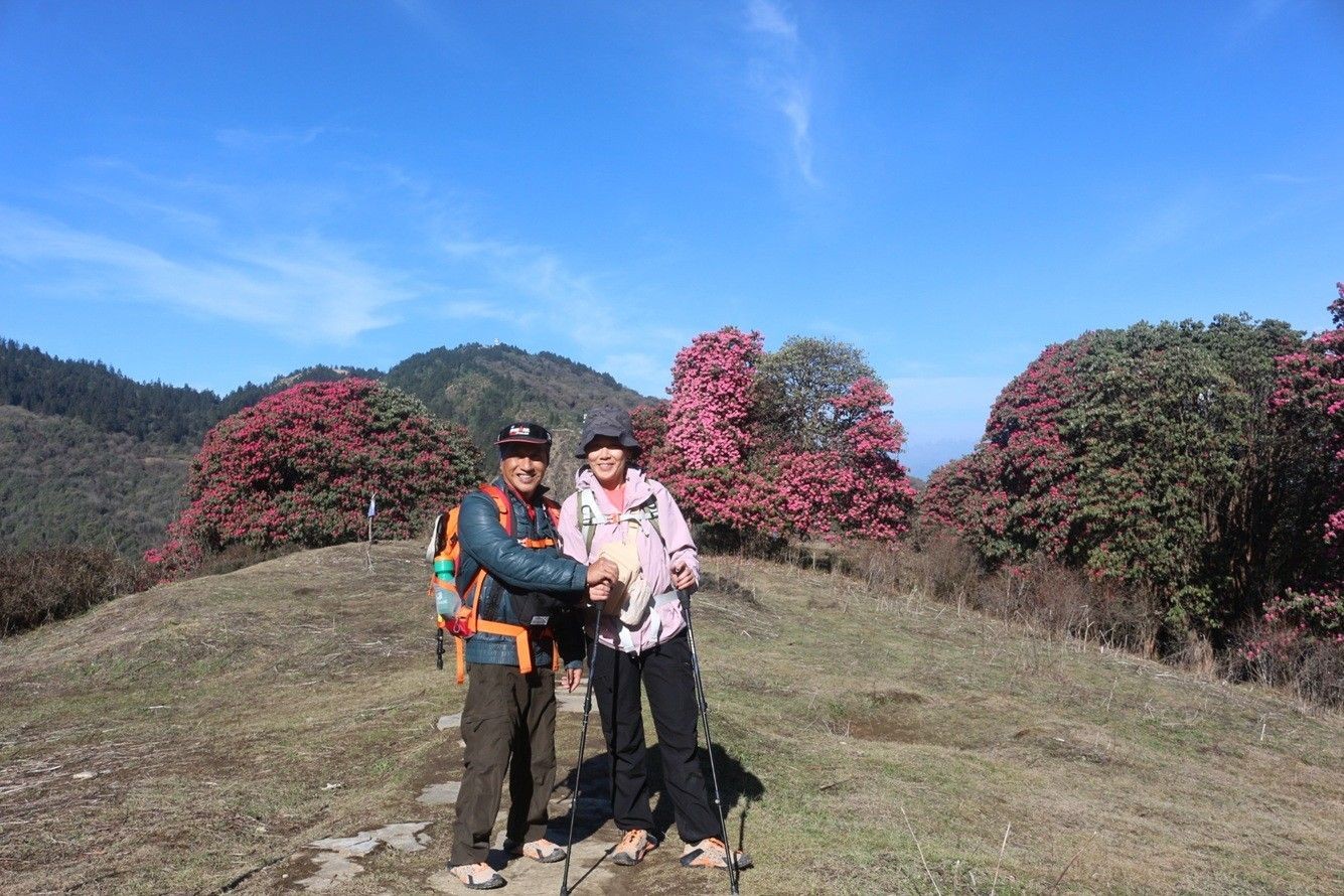 Trekkers enjoying colorful rhododendron flowers along the trekking trail, surrounded by blooming forests, vibrant spring scenery, and beautiful Himalayan landscapes.