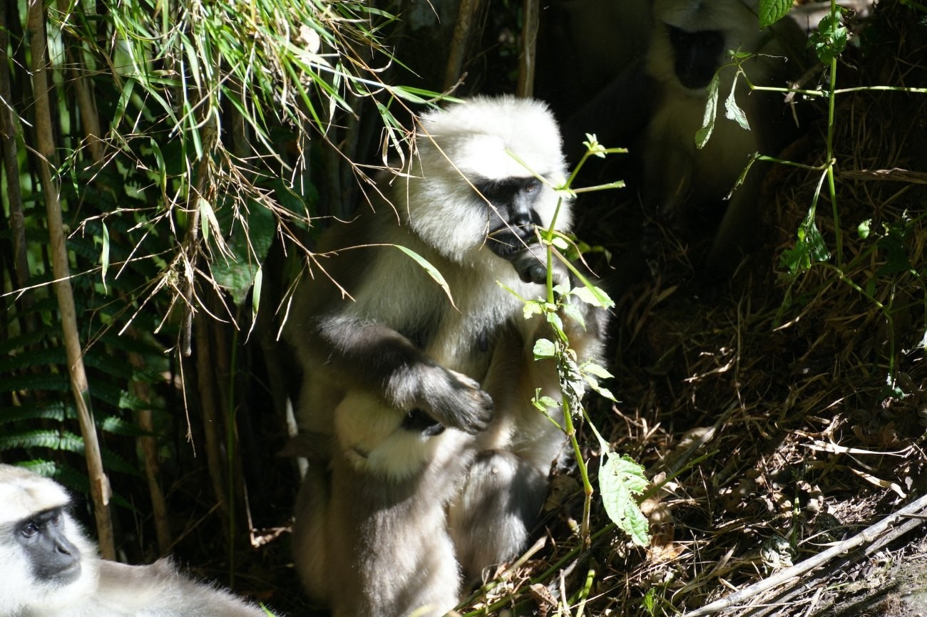 Gray langur monkey sitting on a tree branch in a Himalayan forest, surrounded by dense greenery along the Ghorepani Poon Hill trekking route.