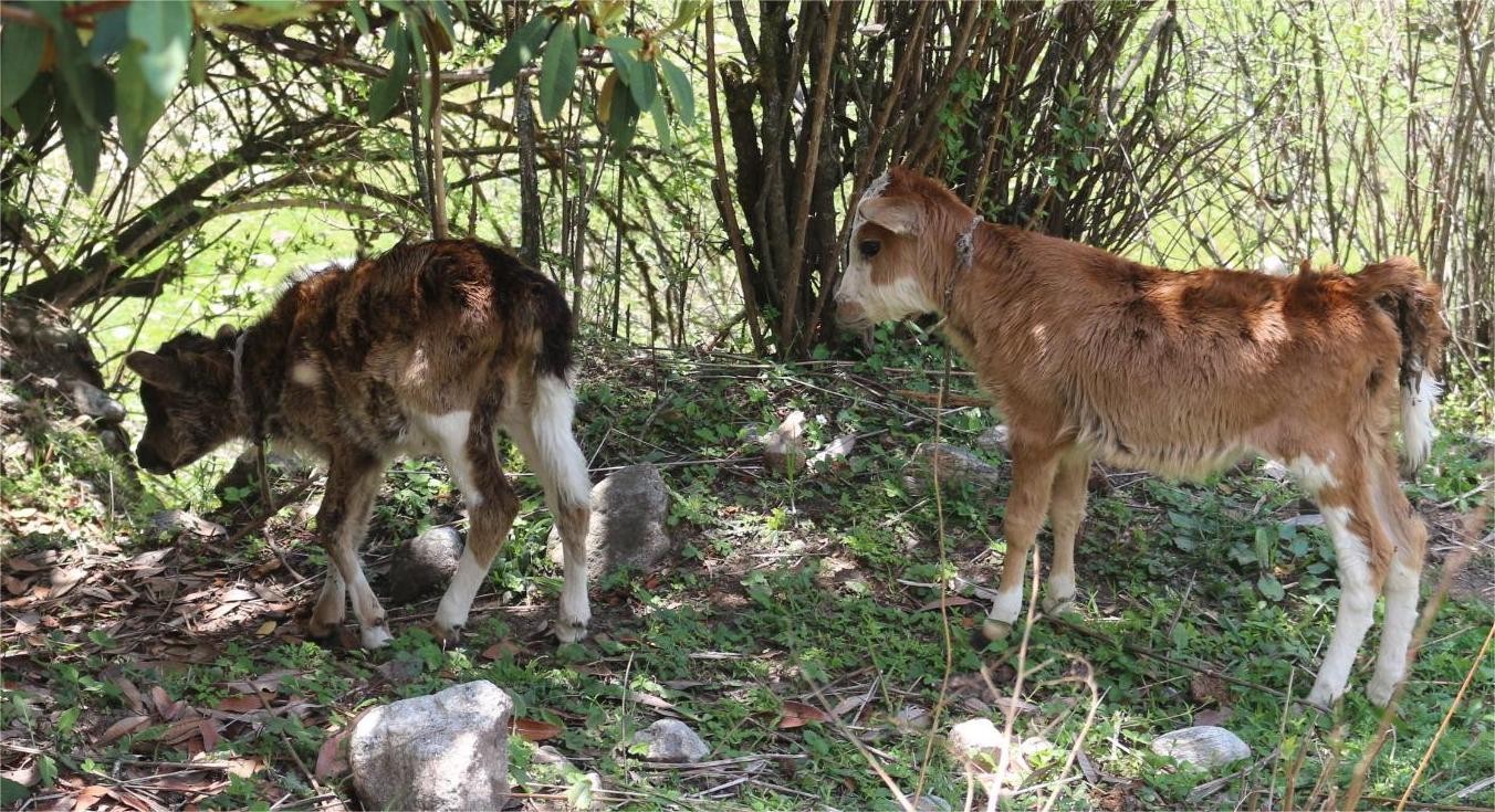 Baby yaks playing  in the alpine meadows of Langtang Valley Trek, surrounded by lush green pastures, traditional Himalayan landscape, and snow-capped mountains in Nepal