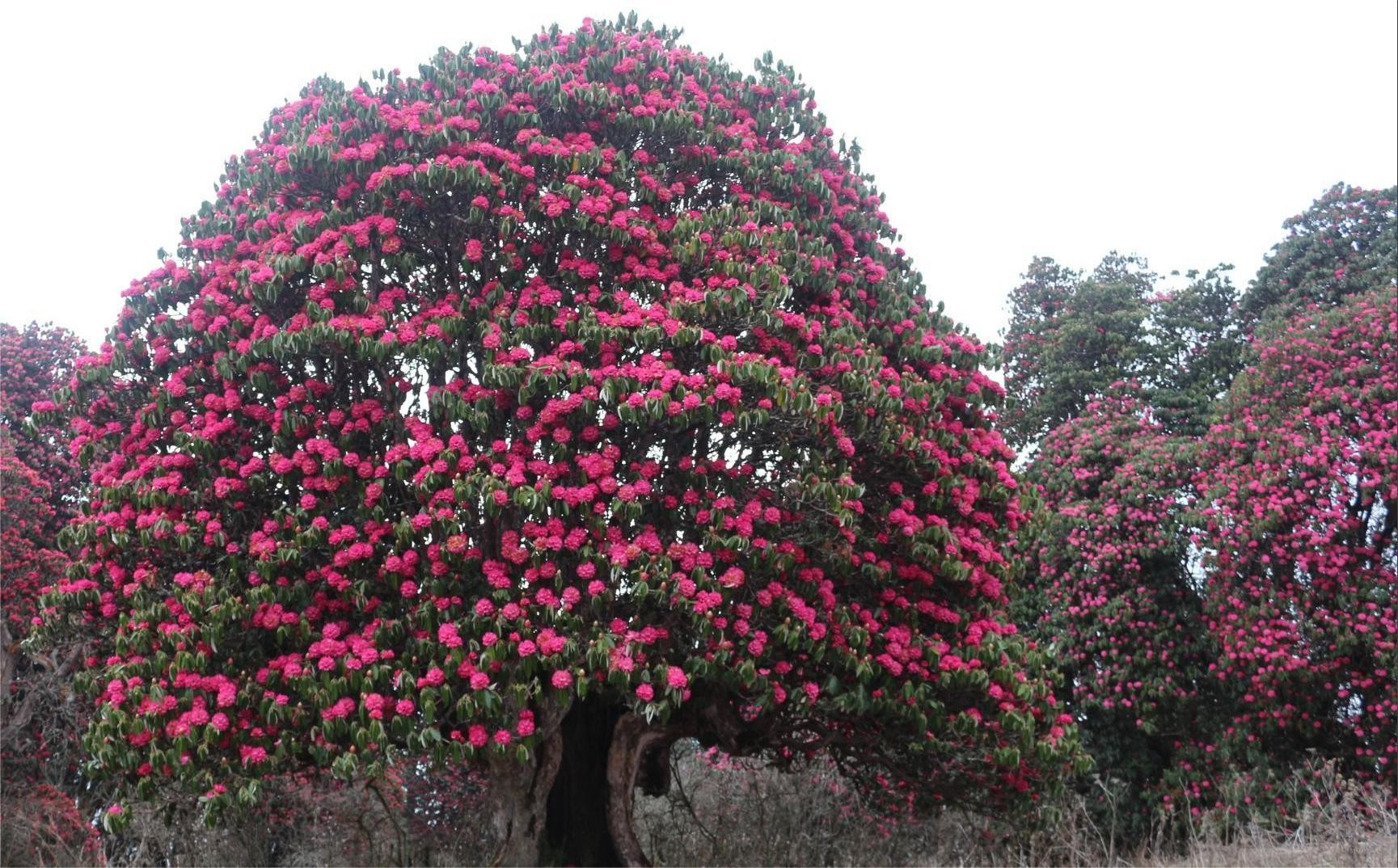 Colorful rhododendron forest along the Mardi Himal Trek trail in the Annapurna region of Nepal.