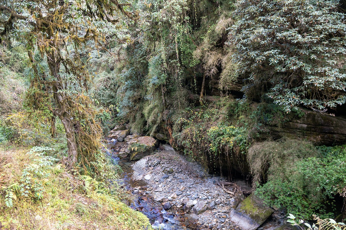 Forest trail leading to Ghorepani with a clear mountain stream flowing beside the path, surrounded by lush rhododendron forest, moss-covered rocks, and peaceful Himalayan scenery.