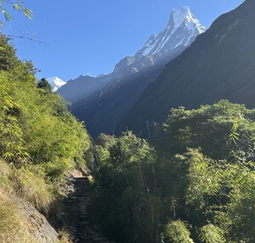 Lush bamboo forest on the Annapurna Base Camp trail with the majestic Machhapuchhre (Fishtail Mountain) rising above the trees in the background under a clear Himalayan sky.