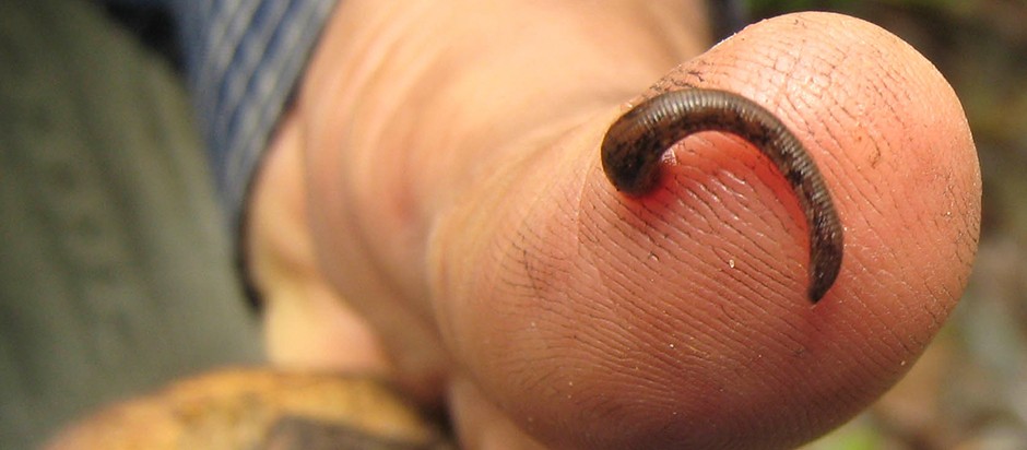 Leech on a forest trail during the post-monsoon trekking season on the Mardi Himal Trek in Nepal.