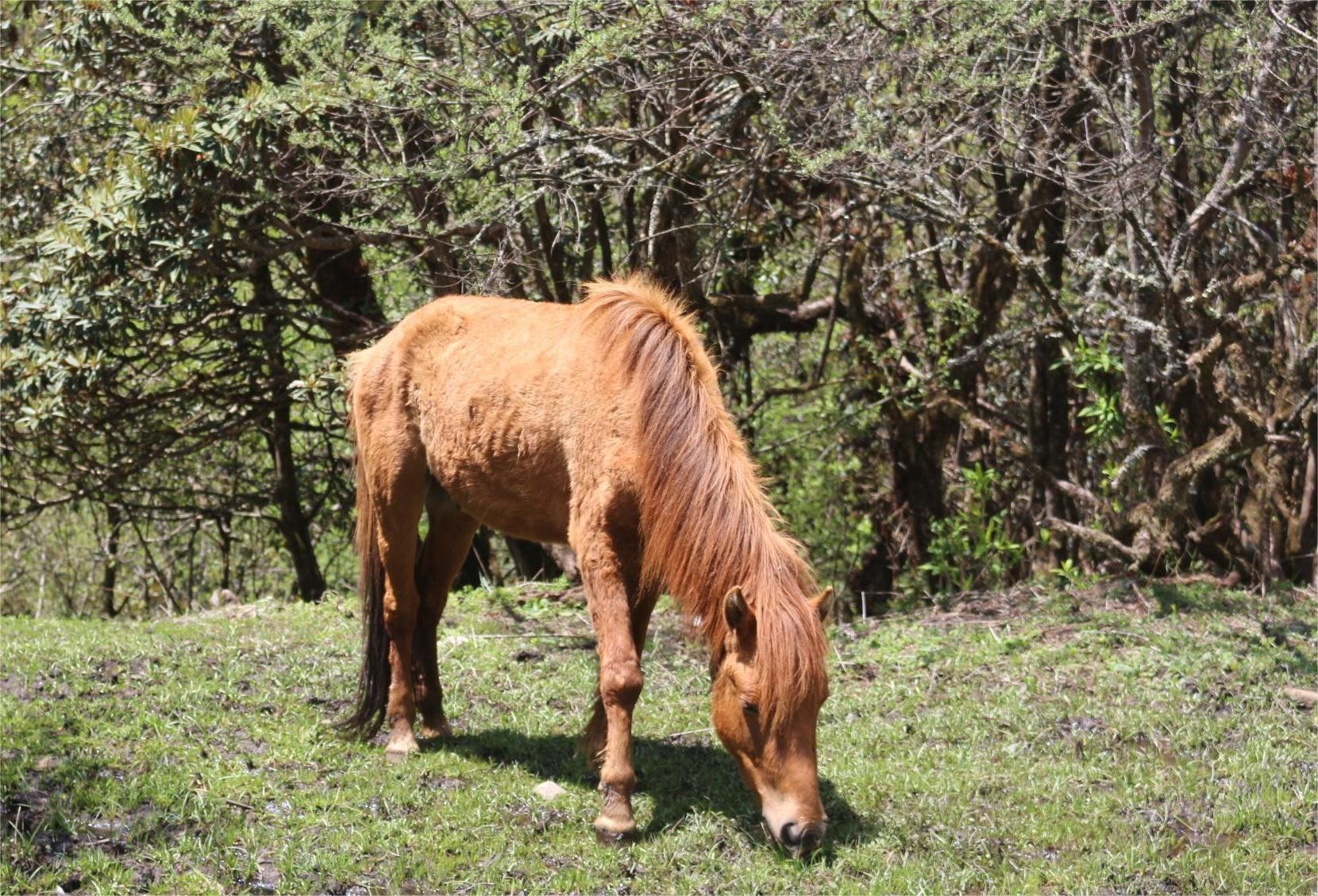 Horse grazing peacefully in the open alpine meadows of Langtang Valley Trek, surrounded by green pastures, Himalayan forests, and distant snow-capped mountains in Nepal.