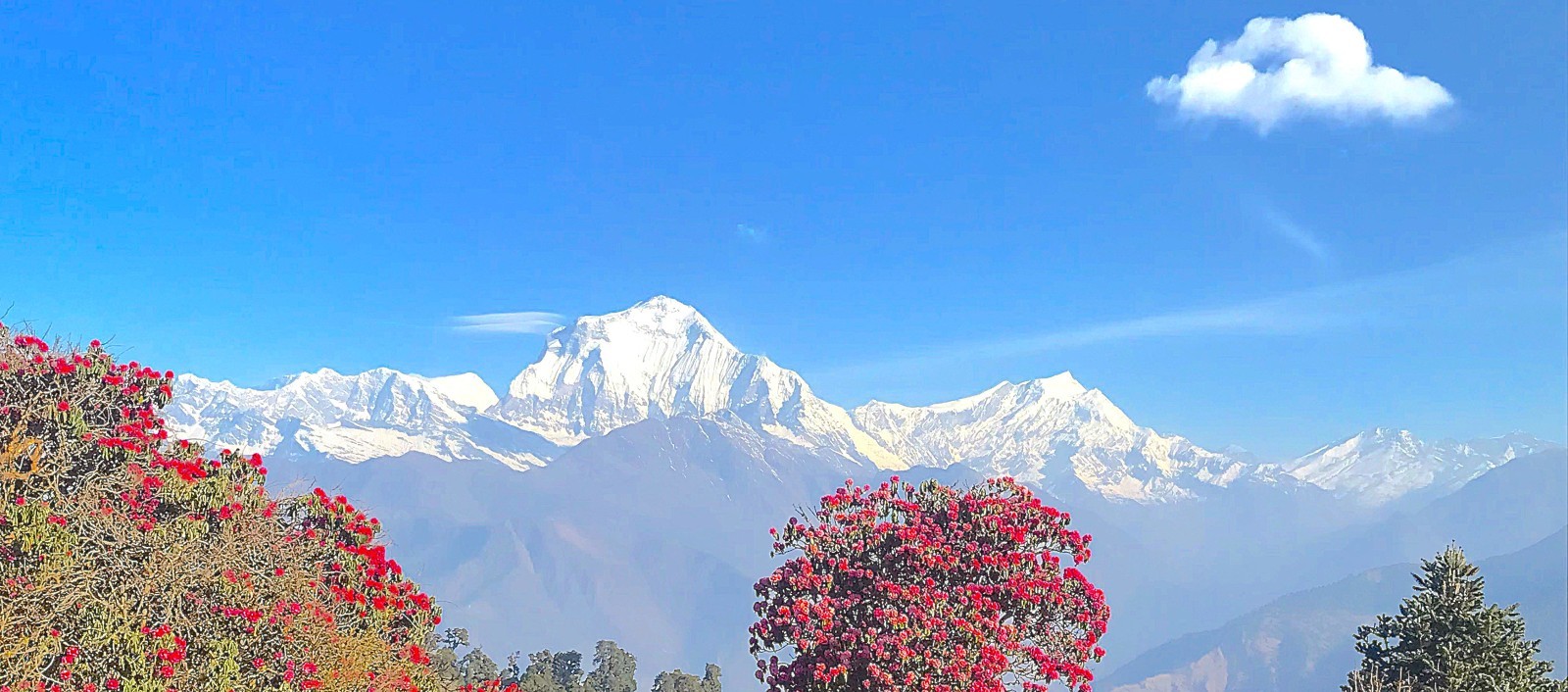 Blooming rhododendron flowers in the foreground with a clear view of Mount Dhaulagiri in the background, seen from the Ghorepani Poon Hill trekking route in the Annapurna region.