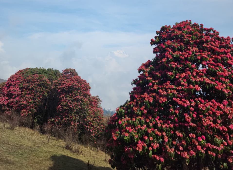 Rhododendron forest along the Ghorepani Poon Hill Trek in Nepal with lush green Himalayan scenery.