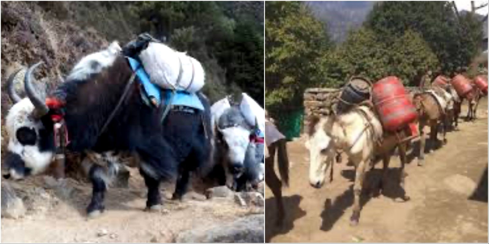 "Yak and mule caravans carrying supplies along the Everest Base Camp Trek trail through the Khumbu region with snow-capped Himalayan mountains in the background"