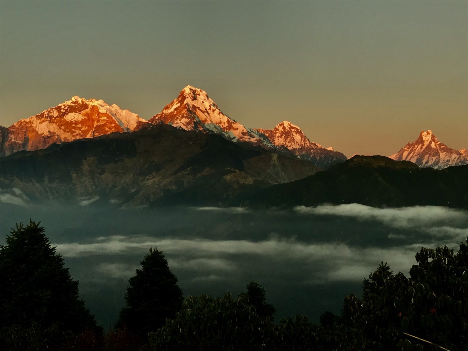 Golden sunrise over Annapurna South, Hiunchuli, and Machhapuchhre (Fishtail) viewed from Poon Hill, with snow-capped peaks glowing above a sea of clouds.