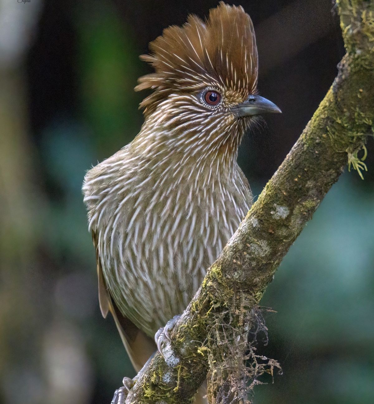 Laughingthrush bird perched on a branch in a Himalayan rhododendron forest, showing brown plumage and active posture among dense green foliage. 