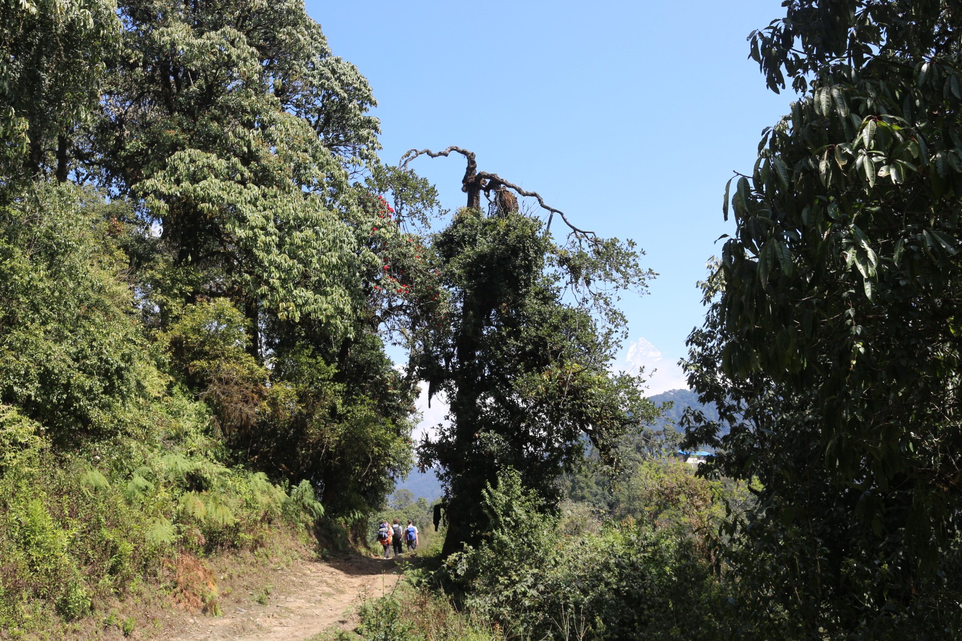 Trekking trail ascending through dense rhododendron and oak forest on the route from Pothana to Forest Camp, with lush greenery and misty Himalayan woodland in Nepal.