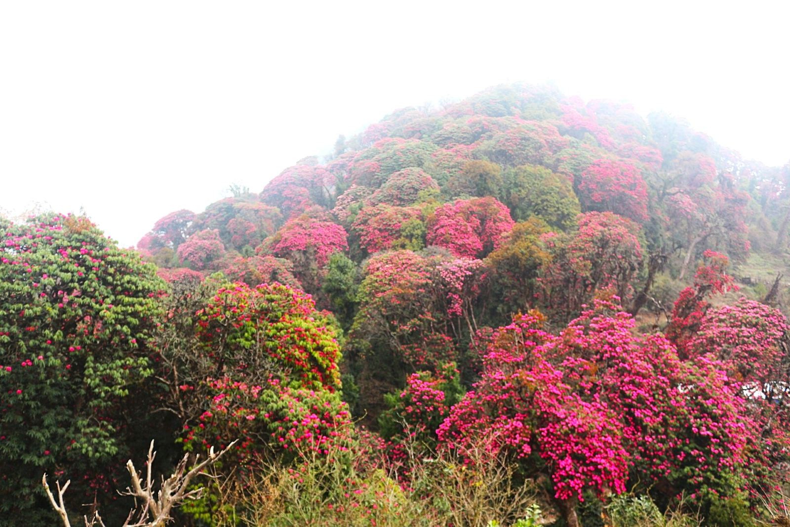 Colorful rhododendron forest Langtang trek Nepal Himalaya spring season