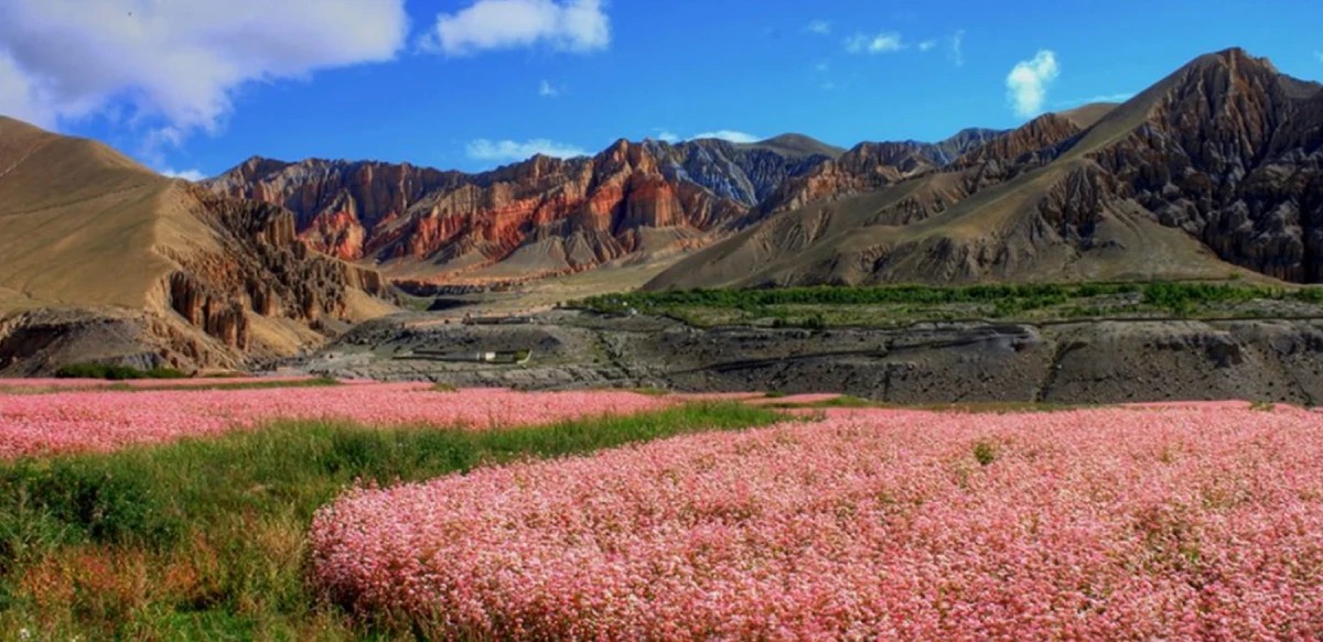 Monsoon trekking Upper Mustang Nepal colourful flowers mountain desert