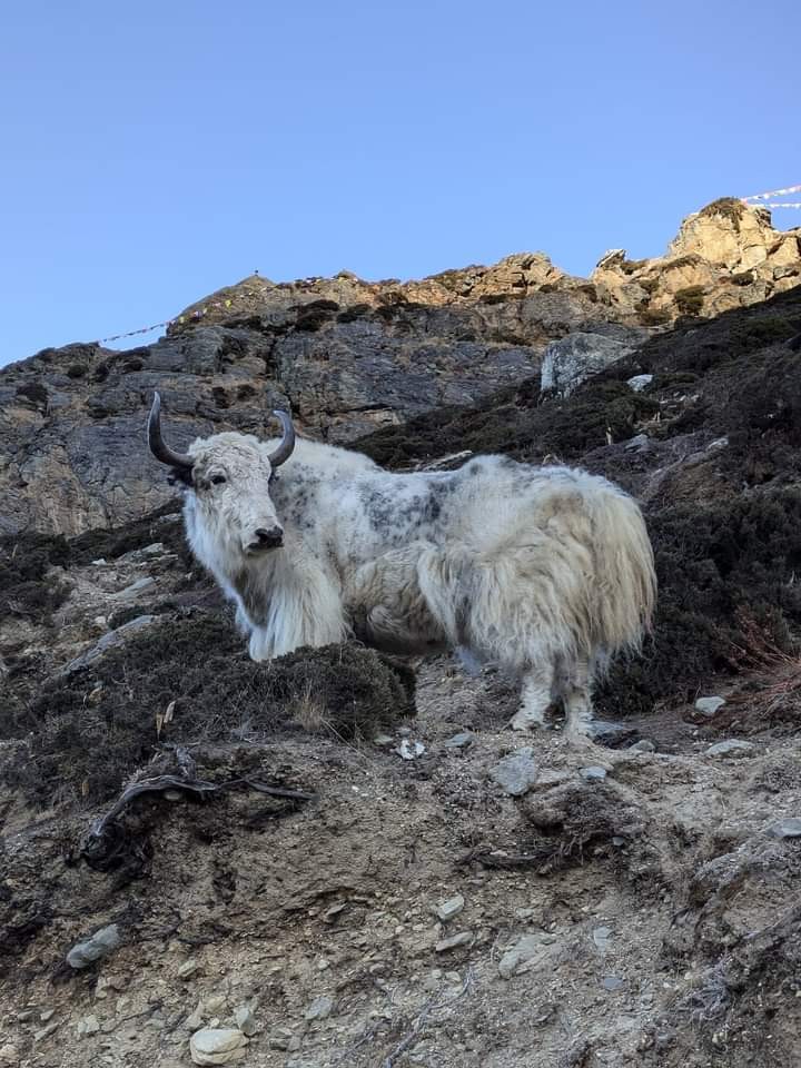 Yak standing on rocky cliff in Nepal Himalaya mountain landscape