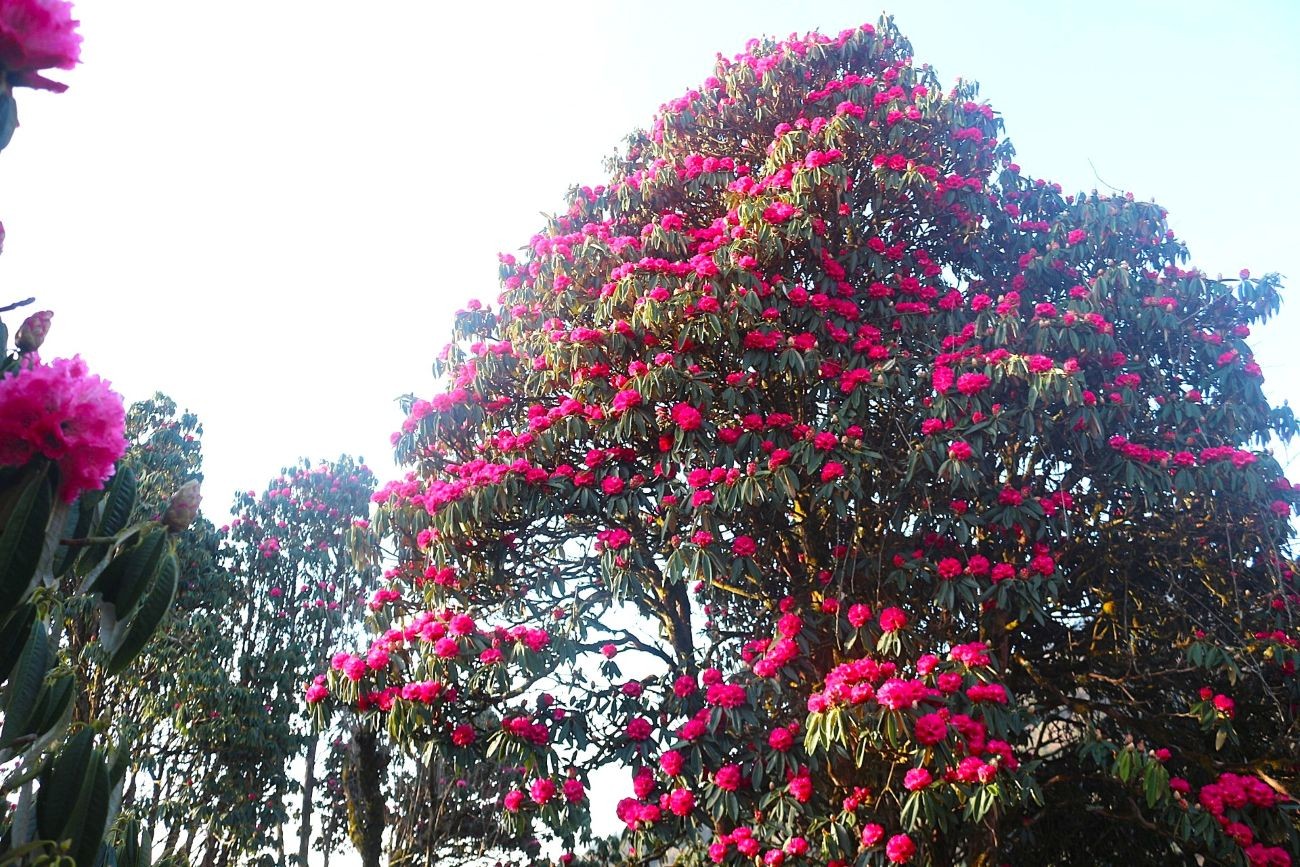 Blooming rhododendron forest along the Poon Hill Trek in the Annapurna region of Nepal, with vibrant red, pink, and white flowers lining the trail beneath snow-capped Himalayan peaks.