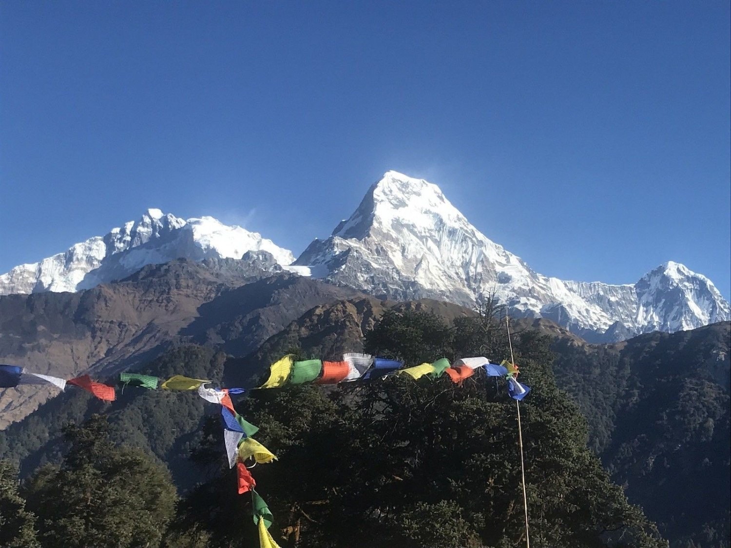 Snow-covered Annapurna South, Hiunchuli, and surrounding Himalayan peaks rising above a forested mountain landscape, with colourful Buddhist prayer flags in the foreground.