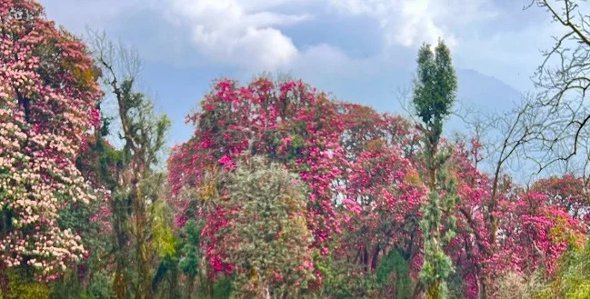 Blooming rhododendron flowers along the Annapurna Base Camp Trek trail, with colorful forests, stone pathways, and snow-capped Himalayan peaks in the background.