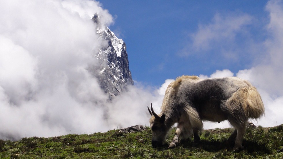 Yak resting peacefully with mountains in the background