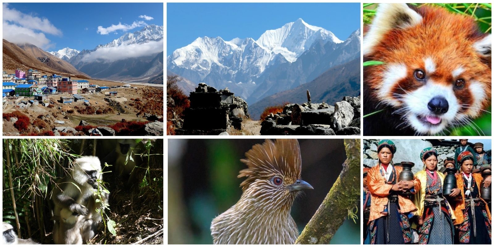 Himalayan mountains wildlife and Tamang culture Langtang region Nepal trek