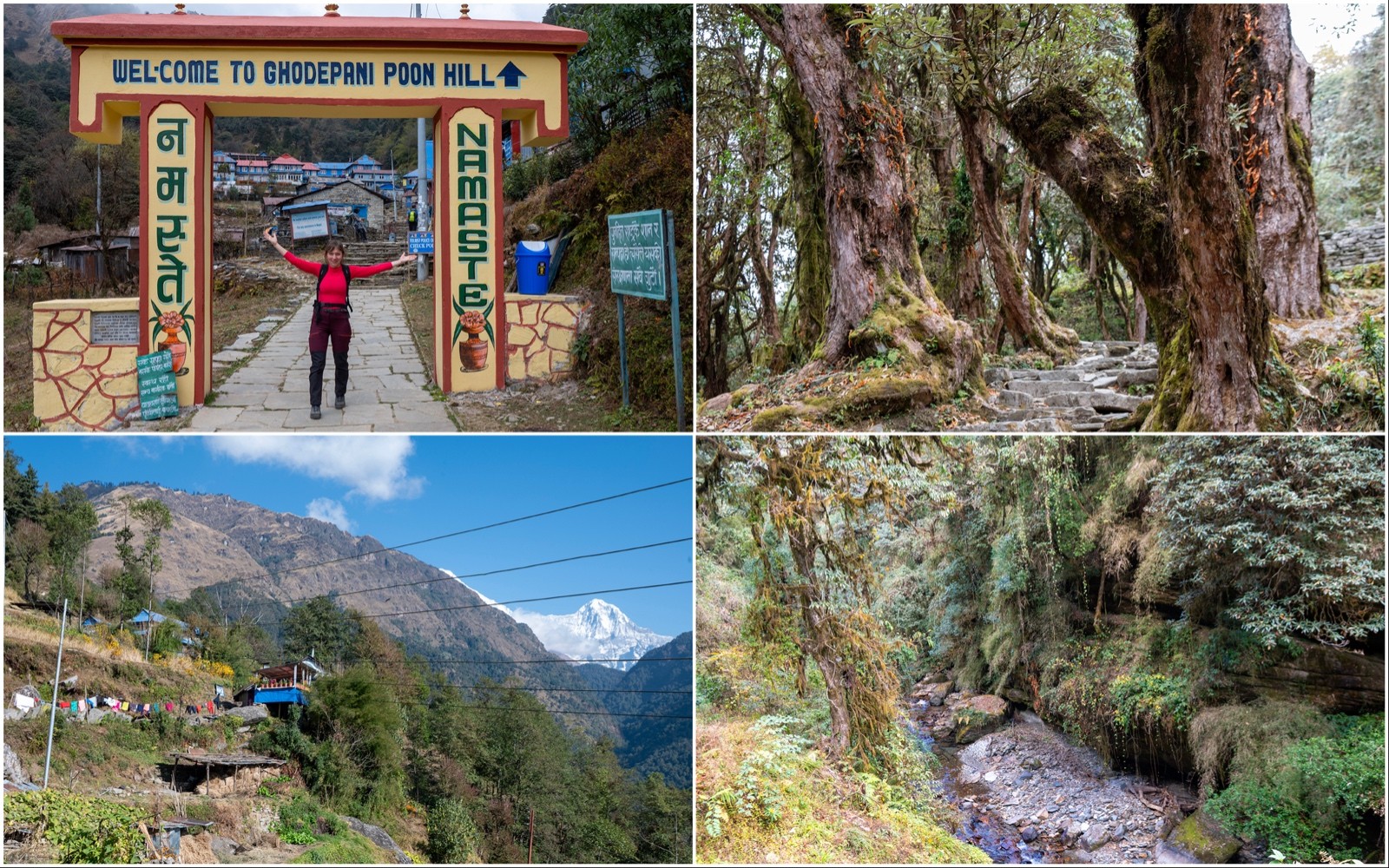the trekking trail from Banthanti to Ghorepani, featuring lush rhododendron forests, moss-covered stone paths, mountain streams, traditional teahouses, and trekkers walking through the beautiful Annapurna region.
