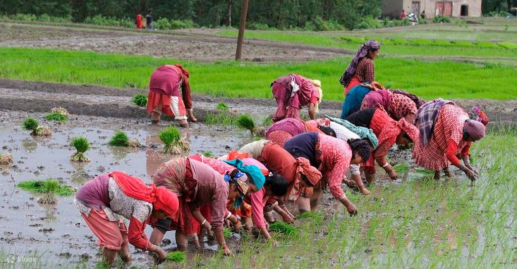 Traditional rice planting in Nepal during monsoon farming season