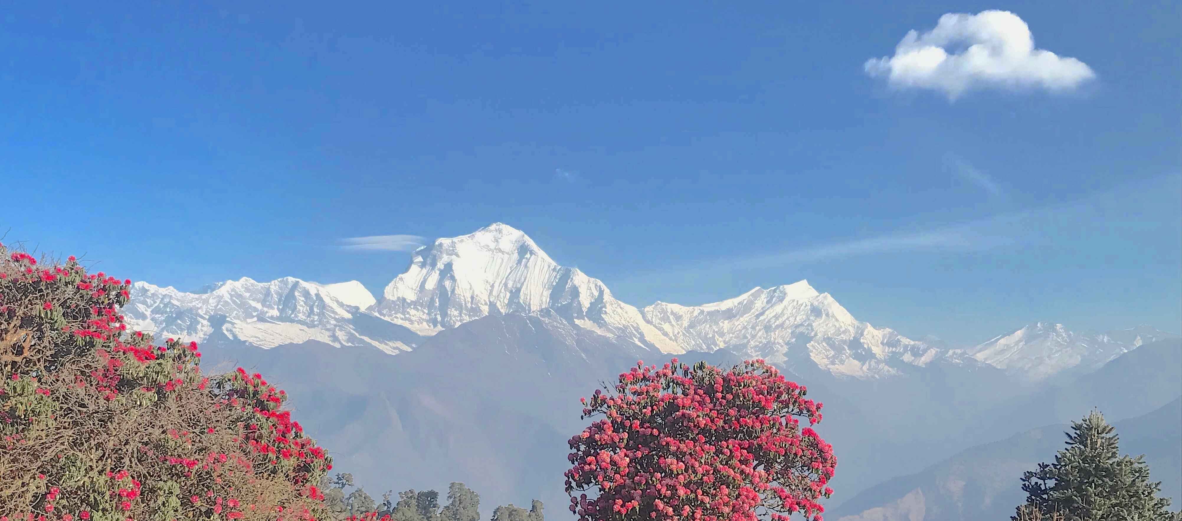 Blooming rhododendron flowers at Poon Hill with panoramic views of the Annapurna and Dhaulagiri mountain ranges under a clear blue spring sky in Nepal.