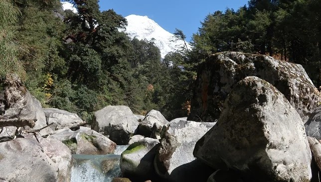 Langtang River flowing through lush pine and rhododendron forests with snow-capped Himalayan mountains in the background along the Langtang Valley Trek, Nepal.