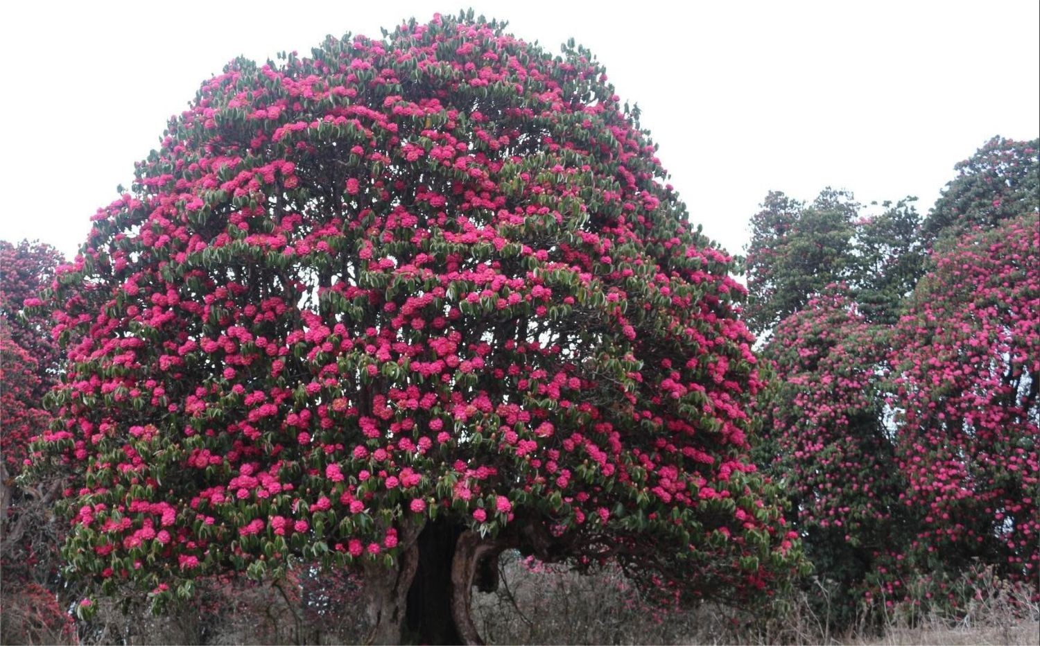 Colorful rhododendron forest along the Mardi Himal Trek trail in the Annapurna region of Nepal.