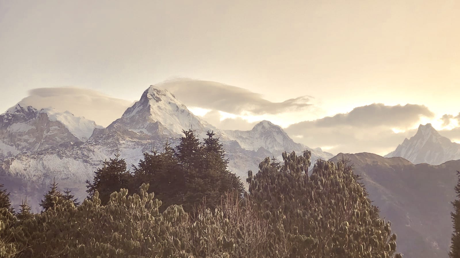 Snow-covered Himalayan mountains glowing in soft winter sunrise light above a forested landscape.
