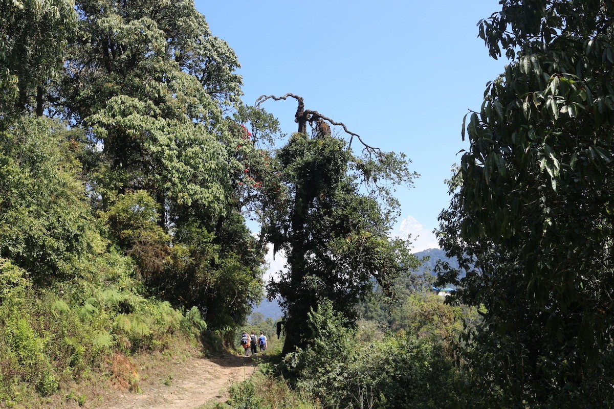 “Forest trail on the Mardi Himal Trek in Nepal, surrounded by lush rhododendron forest in the Annapurna region”