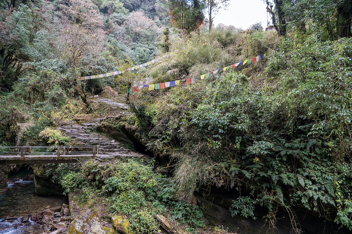 Forest trail with small streams and lush rhododendron trees on the way to Ghorepani in Nepal's Annapurna region.