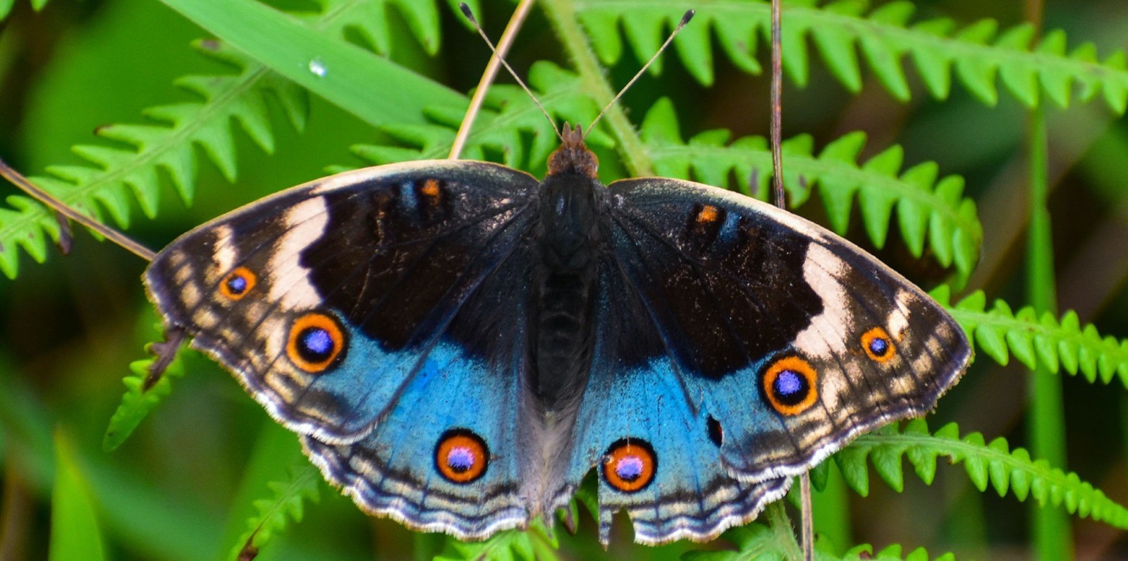 Common blue pansy butterfly resting on a green fern along the Annapurna Base Camp Trek, displaying vibrant blue, black, and orange eye-spotted wings.