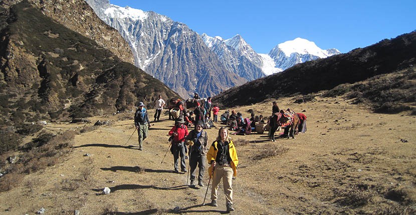Trekkers hiking from Kyanjin Gompa toward Lama Hotel through a scenic alpine valley with pack animals and towering snow-capped Himalayan mountains.
