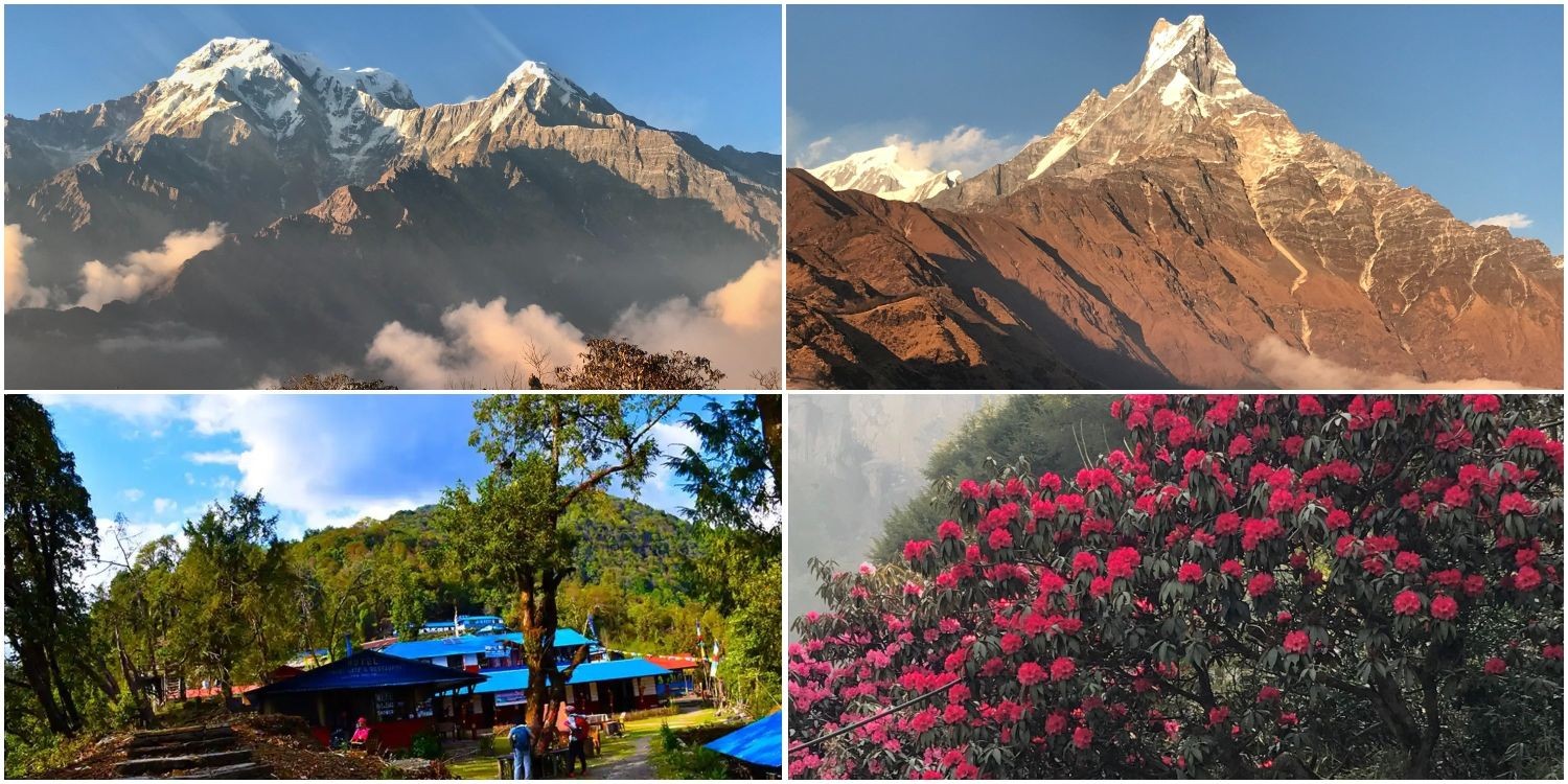 Rhododendron forests and stunning Himalayan views on the Mardi Himal Trek in Nepal.