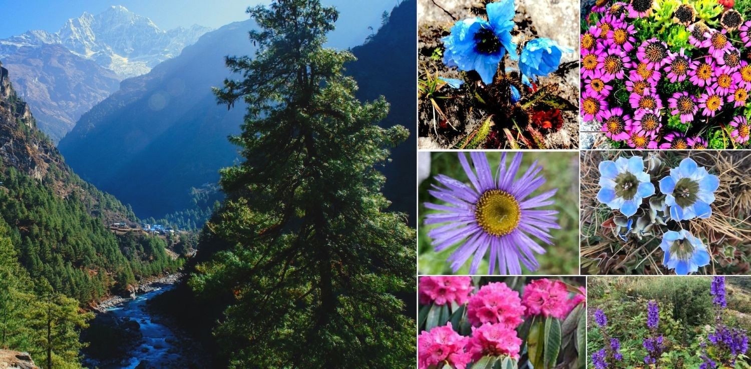 Colorful Himalayan flowers and alpine vegetation along the Everest Base Camp trekking trail, featuring rhododendrons, blue poppies, juniper shrubs, and high-altitude forests inside Sagarmatha National Park.
