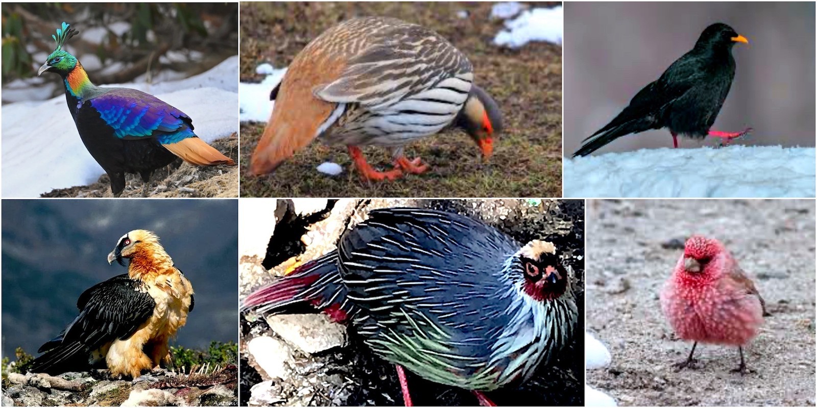 "Colorful Himalayan birds along the Everest Base Camp Trek including the Himalayan monal, blood pheasant, snow pigeon, yellow-billed chough, Himalayan griffon, and other native bird species in Nepal's Sagarmatha National Park."