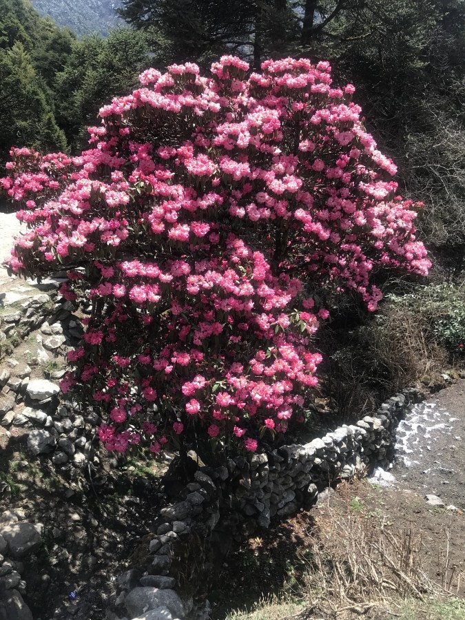 Rhododendron blooms and spring scenery along the Everest Base Camp Trek trail in Nepal 
