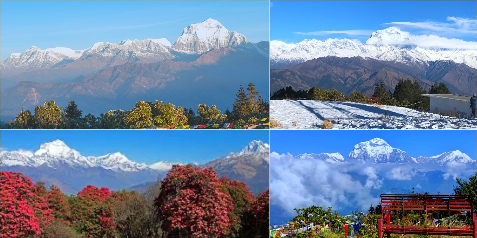 Four-season views of the Ghorepani Poon Hill Trek showing blooming rhododendron forests in spring, lush green hills in summer, golden autumn landscapes, and snow-covered trails in winter with Himalayan peaks in the background.