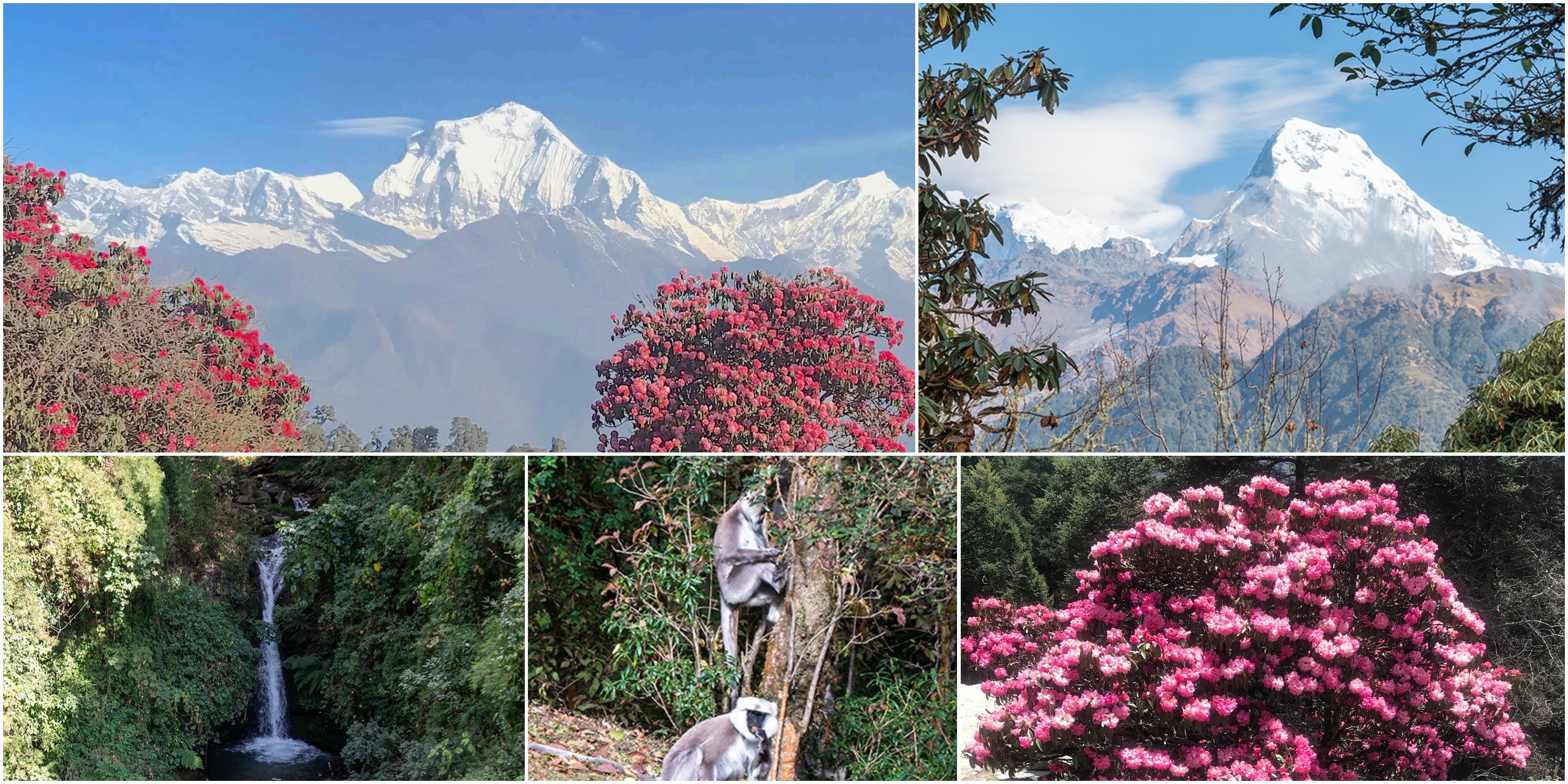 Poon Hill trekking trail passing through blooming rhododendron forest with Himalayan wildlife such as birds and forest animals in the Annapurna region of Nepal.
