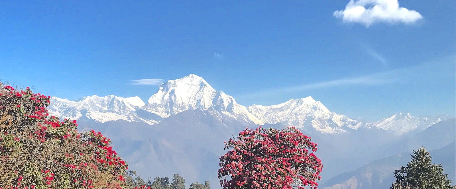 Spring rhododendron blooms along the Ghorepani Poon Hill Trek with Annapurna and dhaulagiuri mountain views.
