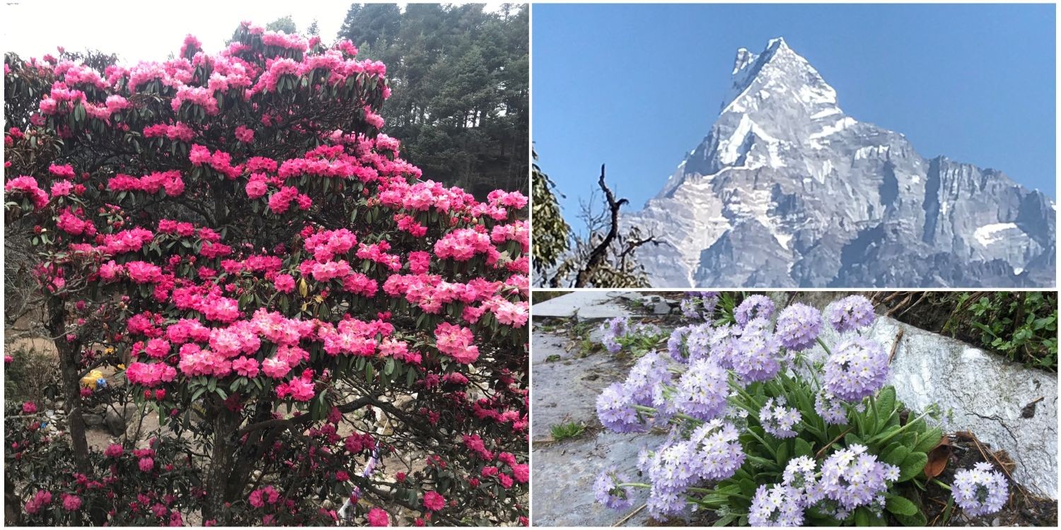Mardi Himal Trek in spring featuring colorful rhododendron forests and blooming primula wildflowers, with snow-capped Himalayan peaks and lush green hills in the Annapurna region of Nepal.