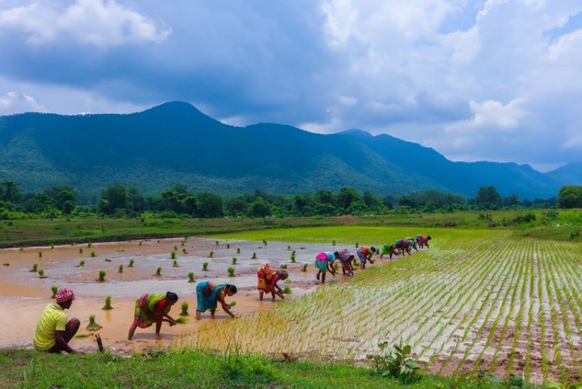 Rice farming culture Nepal summer village life Himalayan countryside