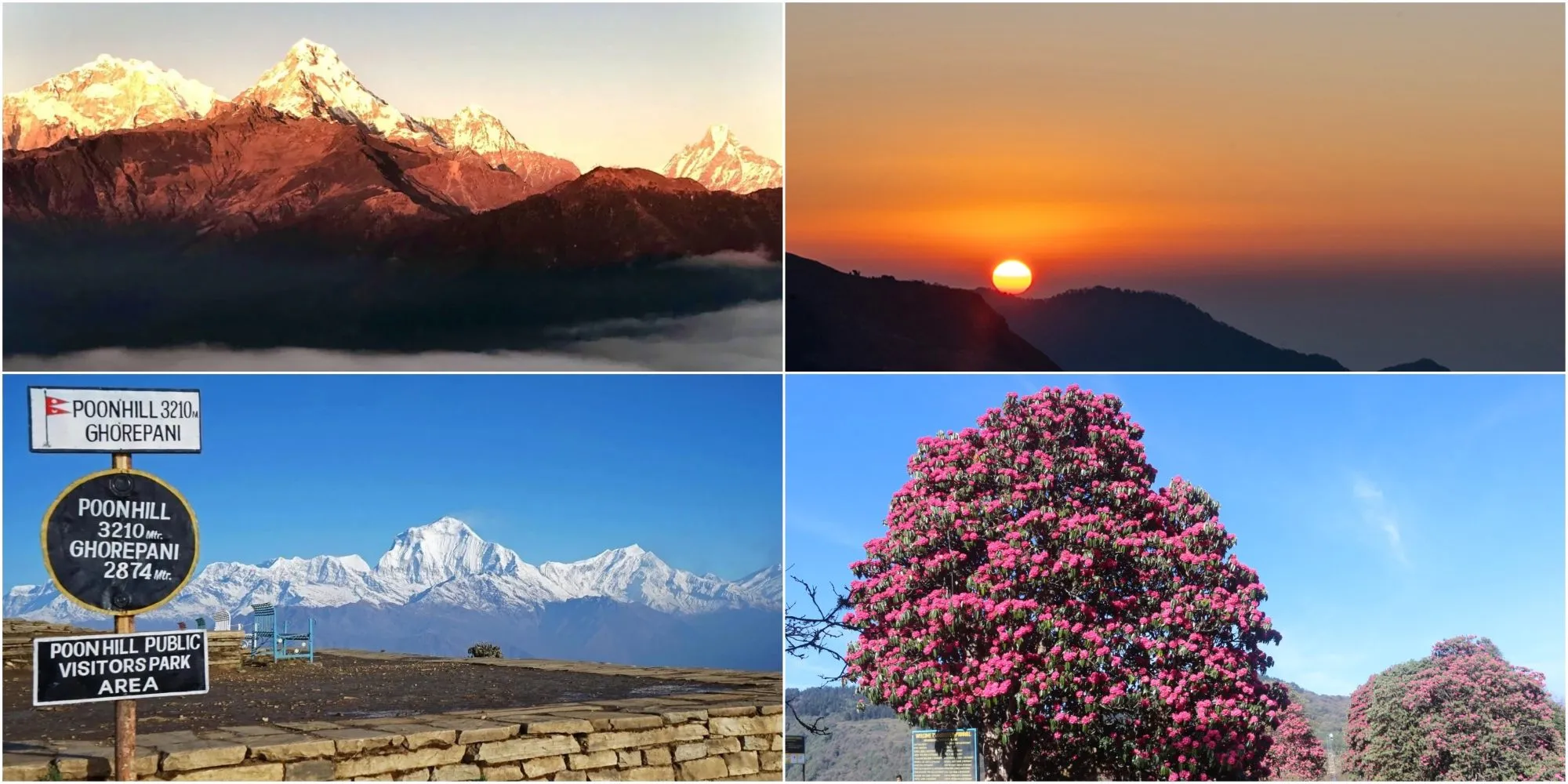 Ghorepani Poon Hill sunrise, Himalayan views, and rhododendron flowers.