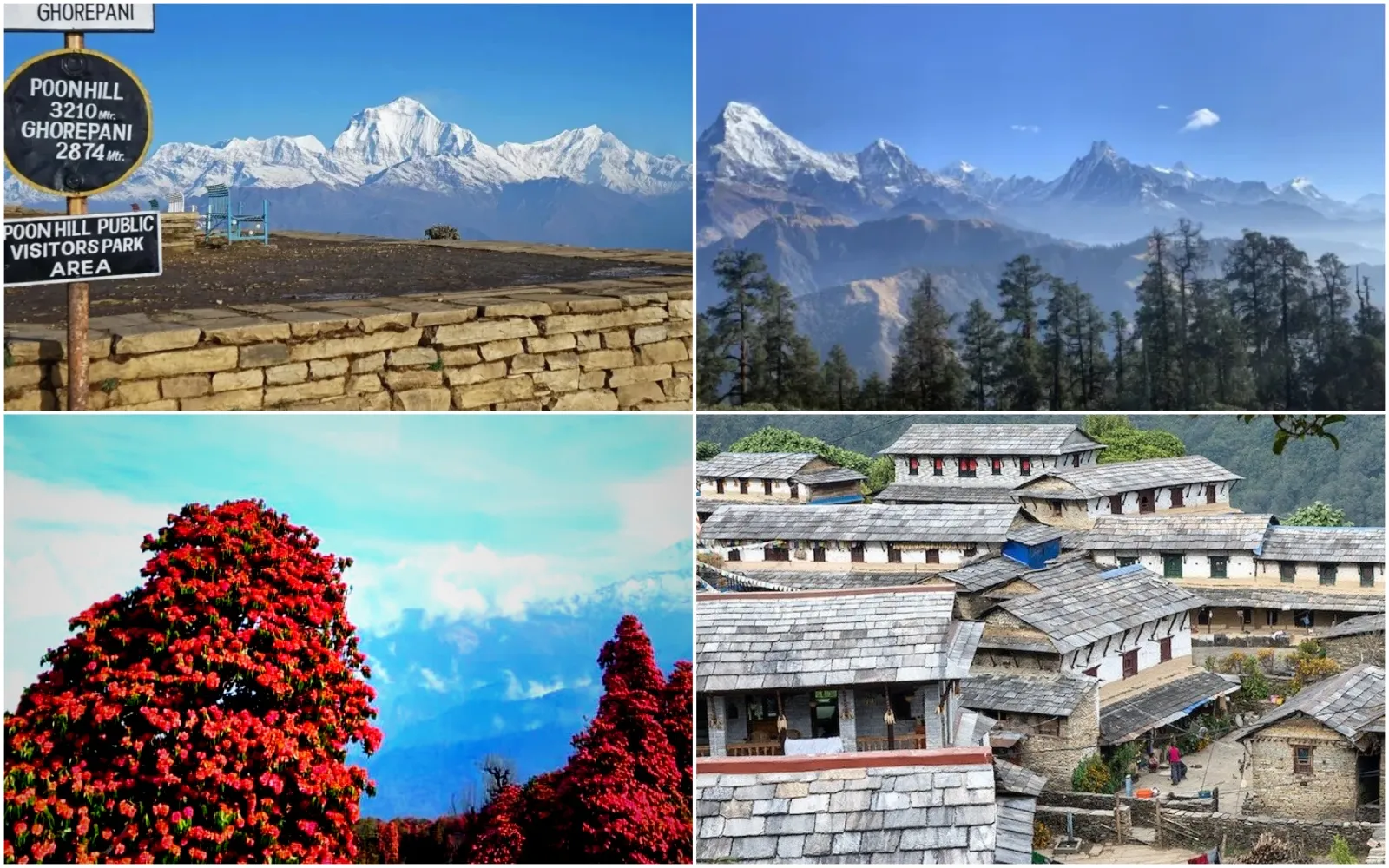 Ghorepani Poon Hill Trek highlights with mountains, Ghandruk, and rhododendron forest