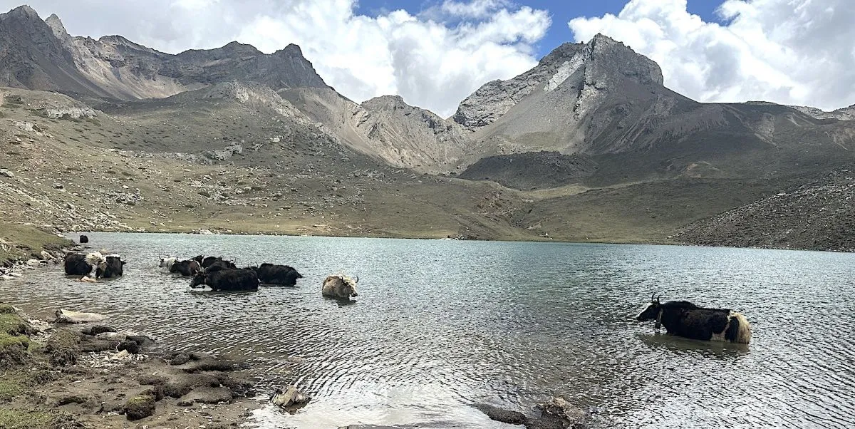 High-altitude alpine scene near Manang on the Annapurna Circuit featuring a glacial ice lake, with yaks resting nearby in the dry mountain landscape surrounded by snow-capped Himalayan peaks.