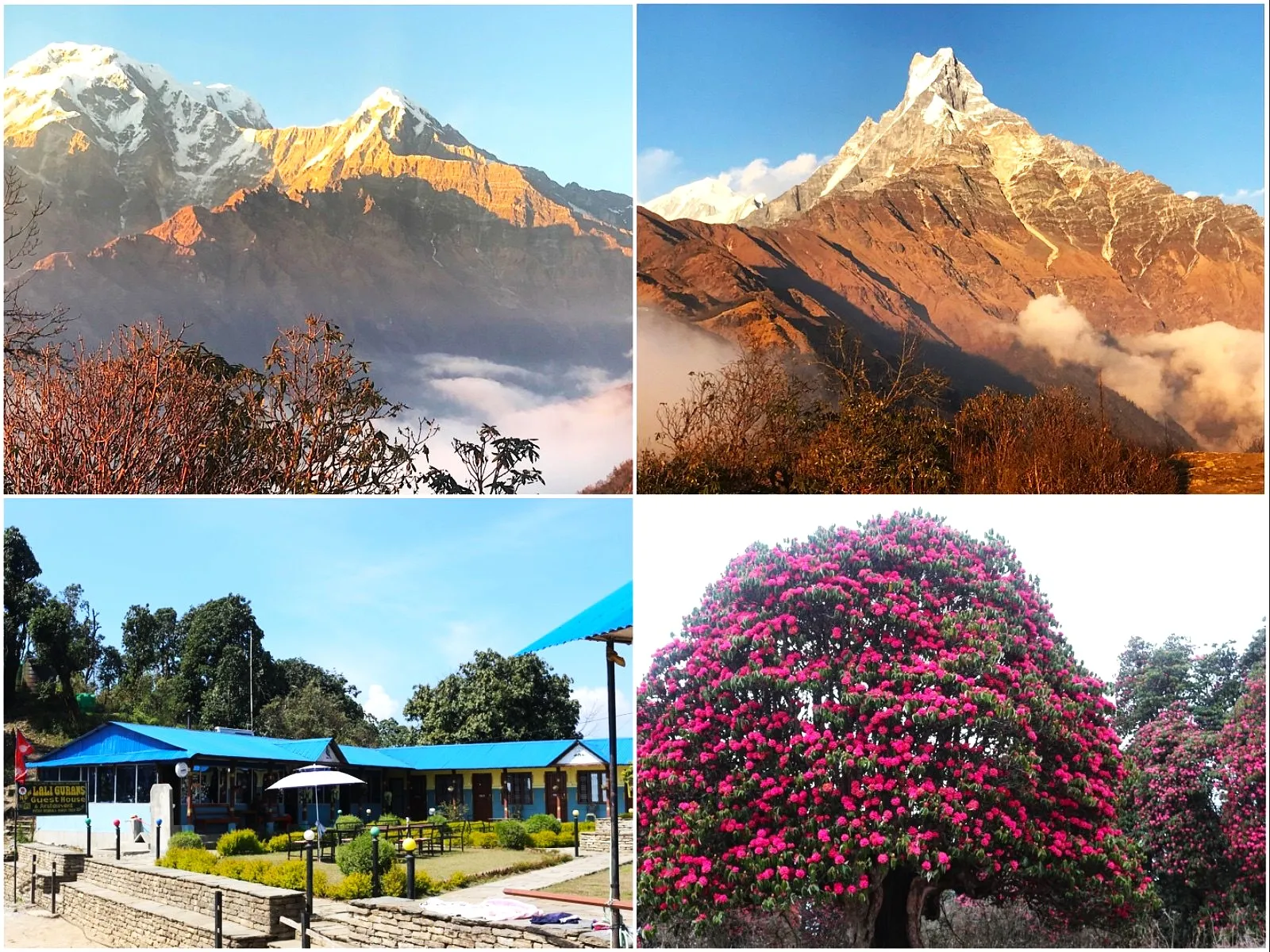 Rhododendron flowers with Himalayan mountains on the Mardi Himal Trek.
