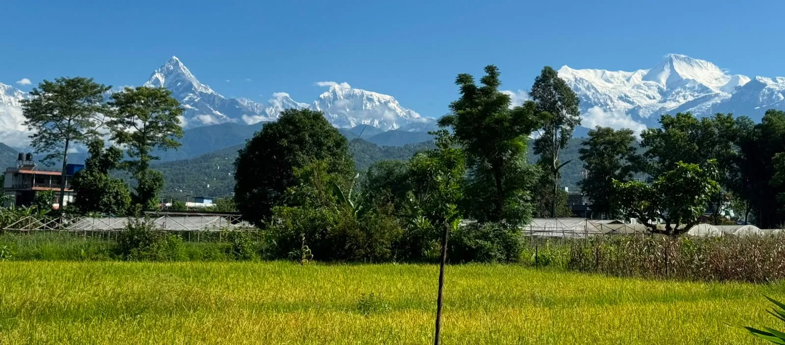 Annapurna mountain range overlooking Pokhara Valley and green rice fields in Nepal.