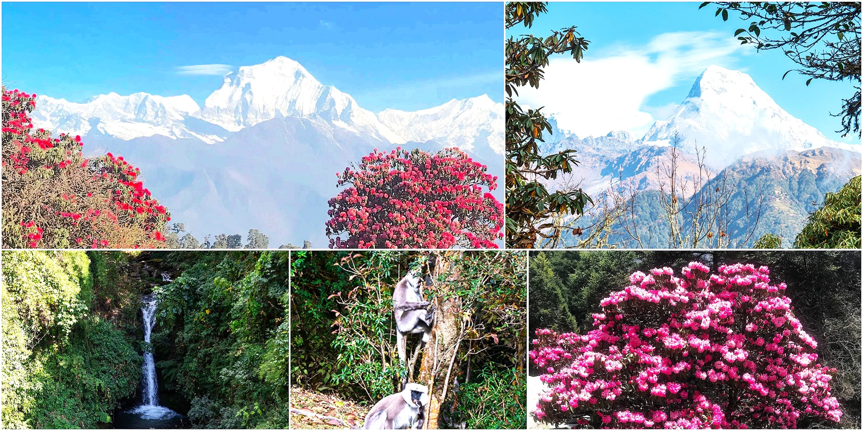 Poon Hill Trek highlights featuring Himalayan mountain views, rhododendron forests, waterfalls, and wildlife in Nepal.