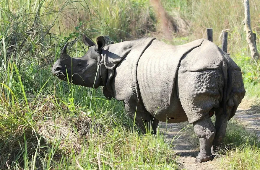 One-horned rhinoceros in Chitwan National Park, Nepal.