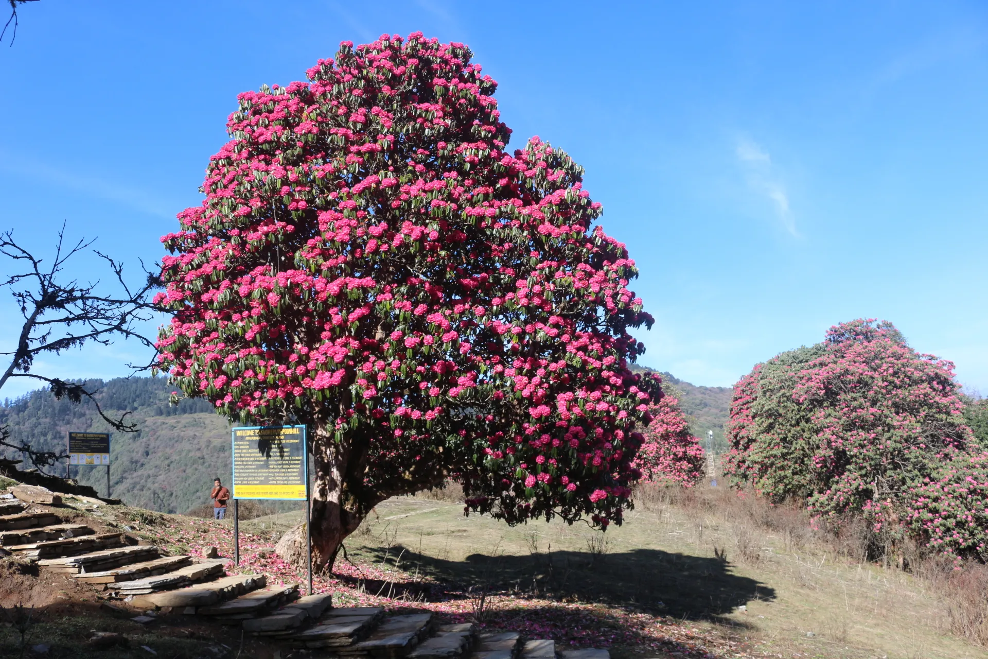 Colorful rhododendron flowers blooming along the Ghorepani Poon Hill Trek trail in Nepal.